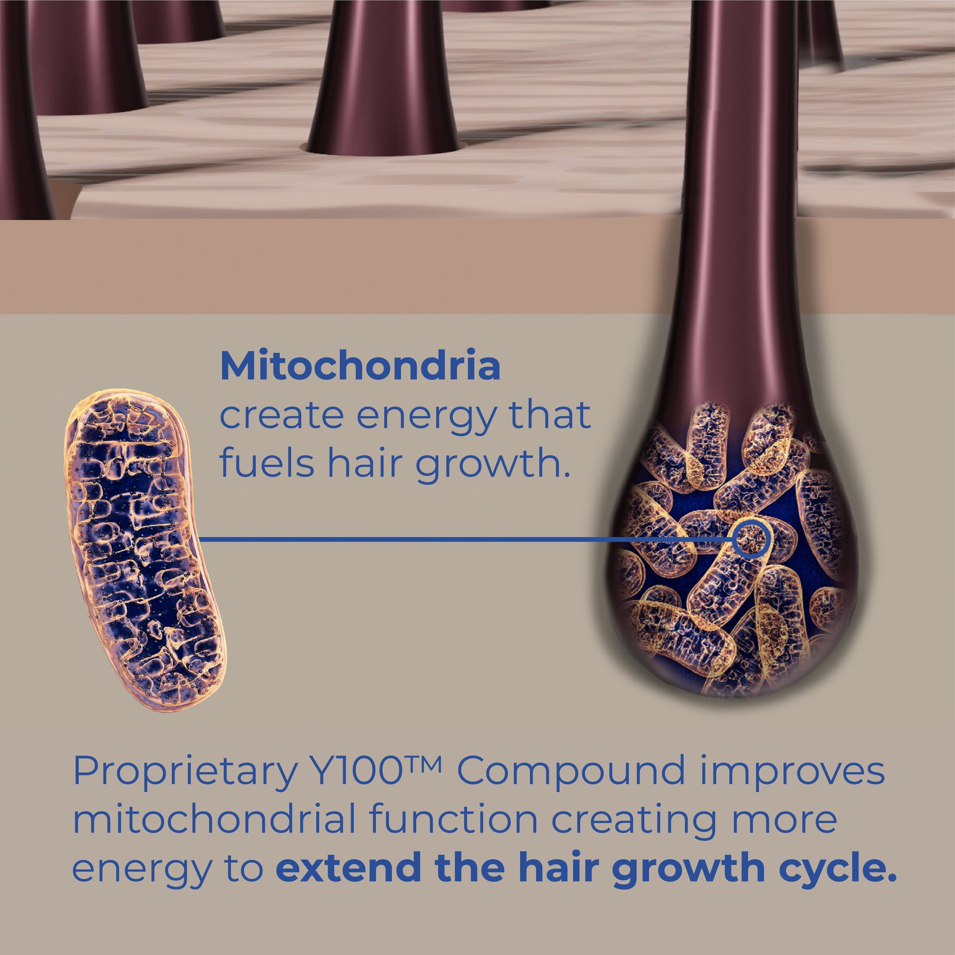 Proprietary Y100 Compound improves mitochondrial function creating more energy to extend the hair growth cycle.